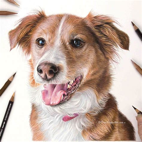 Pet Portrait Gallery 7