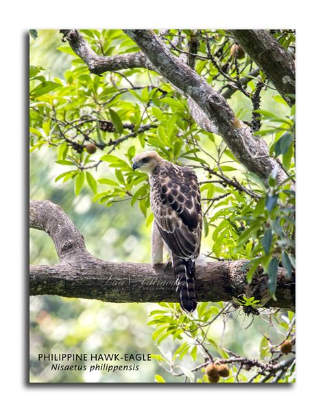 Philippine Hawk Eagle conservation efforts