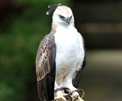 Philippine Hawk Eagle habitat