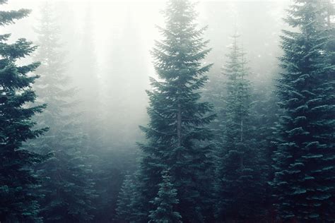 Photography using Evergreen Fog color palette