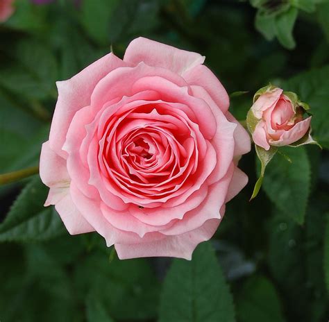 A pink rose in full bloom