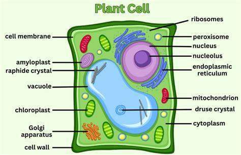 Detailed illustration of a plant cell