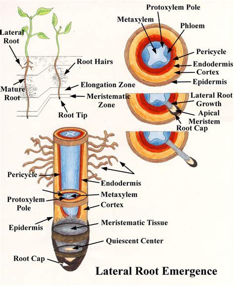 A close-up of a plant's roots