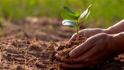 Description of Planting Trees