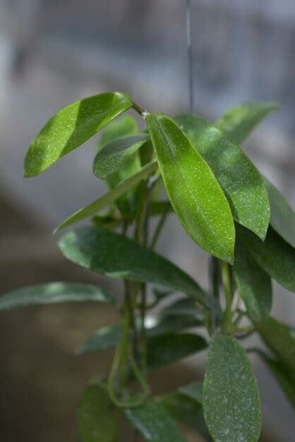 Plants and greenery can promote feelings of calmness and relaxation