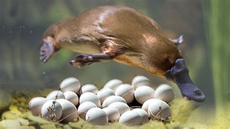 Platypus eggs in a nest