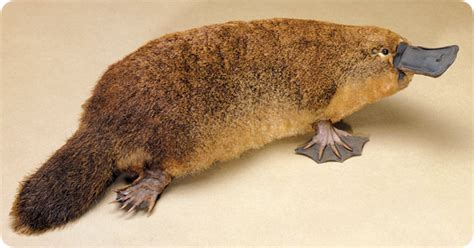 Platypus in its natural habitat