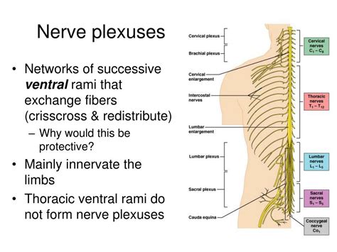 Plexus nerves