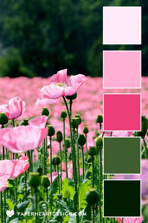 Poppy Color Palette Inspiration 1