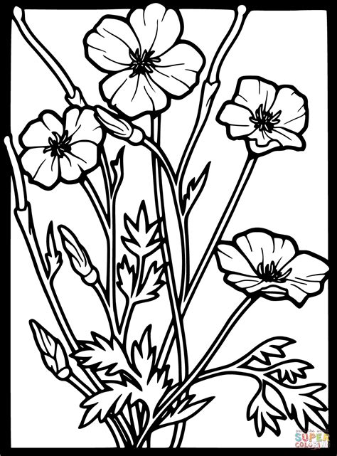 Poppy flower coloring pages printable for adults