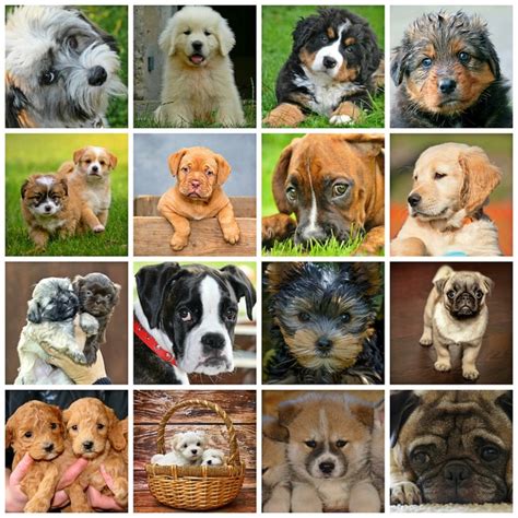 Popular Breeds for Free Puppy Prints