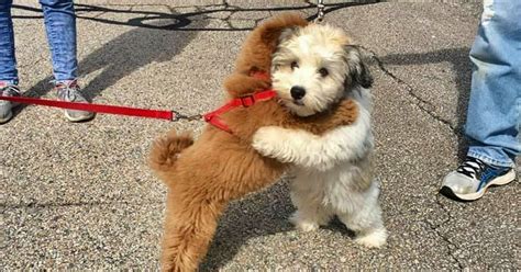 Popular Free Puppy Pages