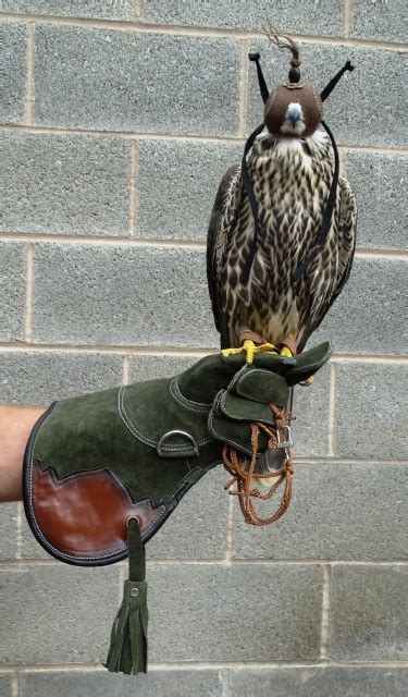 Popular online retailers for falconry gear and equipment