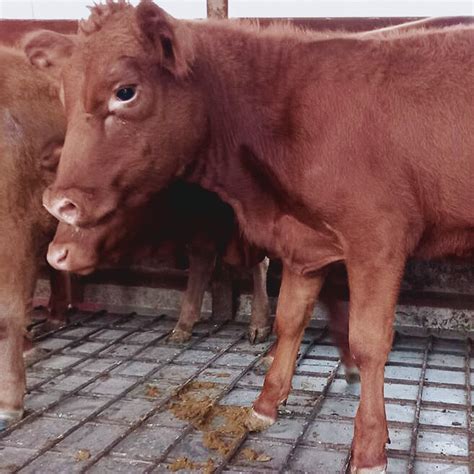 Preparation and Selection of the Red Heifer