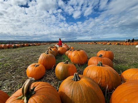 Pumpkin patch in shades of orange, yellow, and green