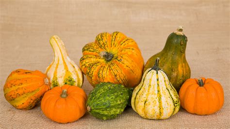 Pumpkins and Gourds