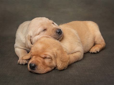 Puppy Cuddles