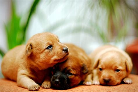 Puppy Pages Gallery 1