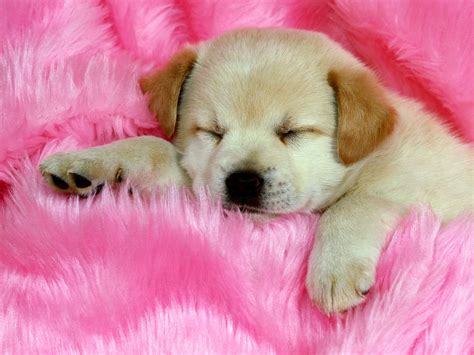 Puppy Pages Gallery 4