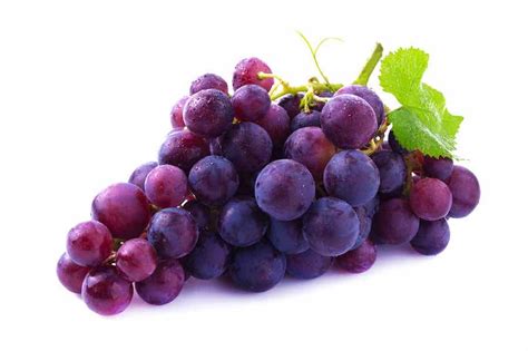 A bunch of purple grapes hanging from a vine