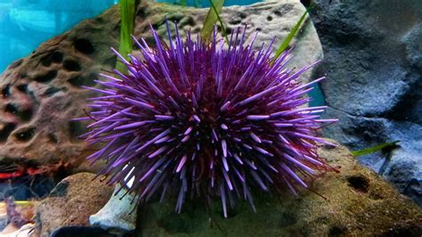 Purple Sea Urchin