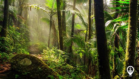 Rainforest Image