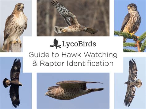 Raptor identification tips