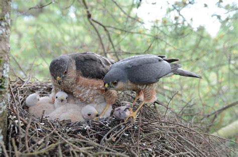 Raptor nesting