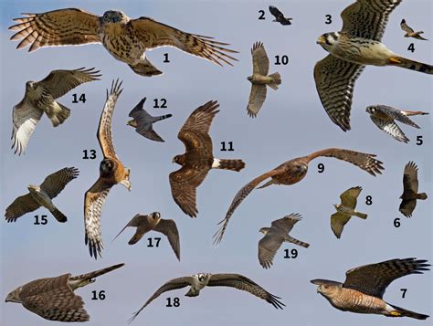 Raptors in flight characteristics