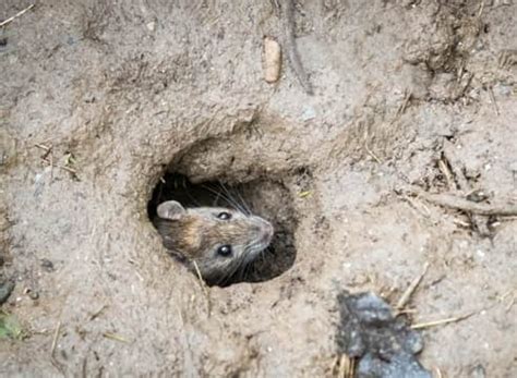 Rat Burrow