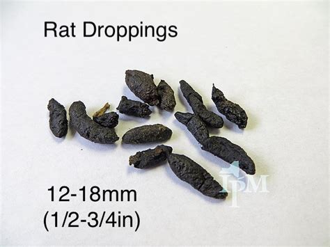 Rat Droppings