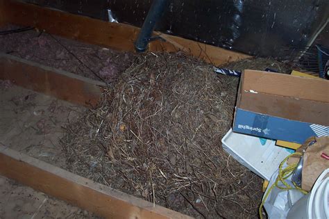 Rat Nesting Material