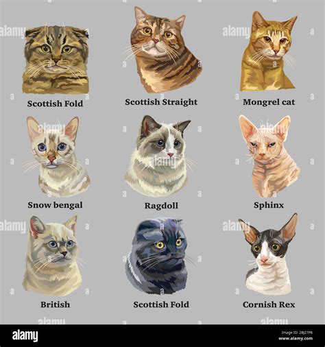 Realistic Cat Breeds