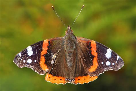 Red admiral butterfly on a leaf