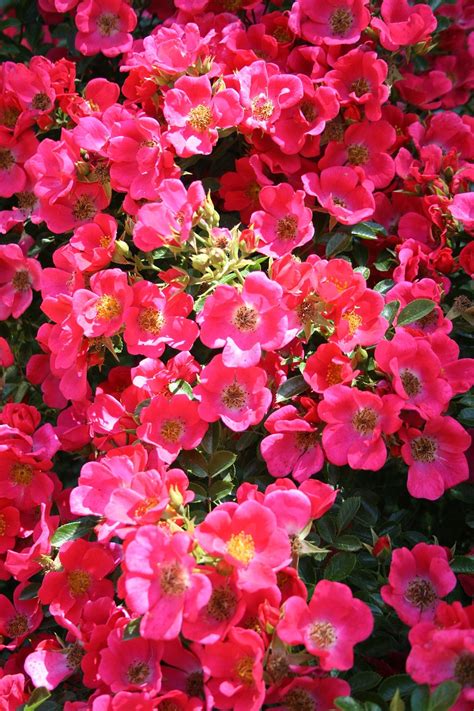 Red and Pink Flowers