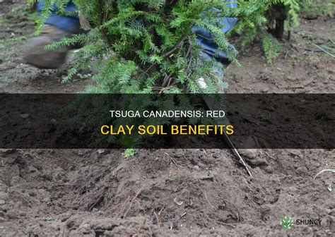 Red Clay Calendar Benefits