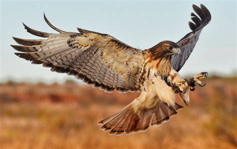 Red Hawk Hunting