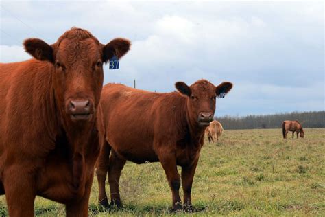 Red Heifer Image 1