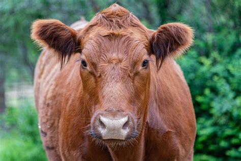 Red Heifer Image 2