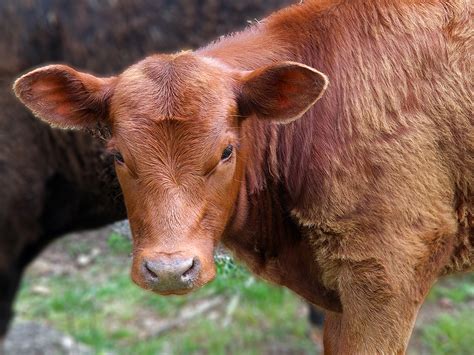 Red Heifer Image 9