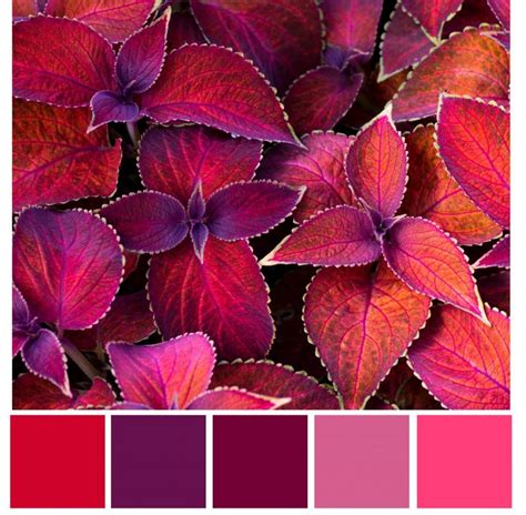 Red purple color combination ideas