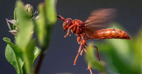 Red Wing Wasp Habitat