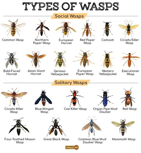 Red Wing Wasp Identification Guide