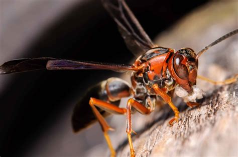 Red Wing Wasp Image 1