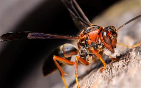 Red Wing Wasp Image 2