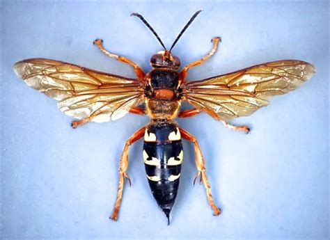 Red Wing Wasp Image 4