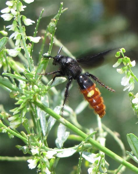 Red Wing Wasp Image 5