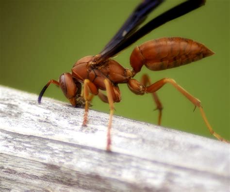 Red Wing Wasp Image 7