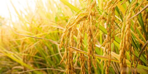 Rice Crop Management