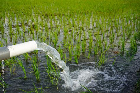 Rice Irrigation